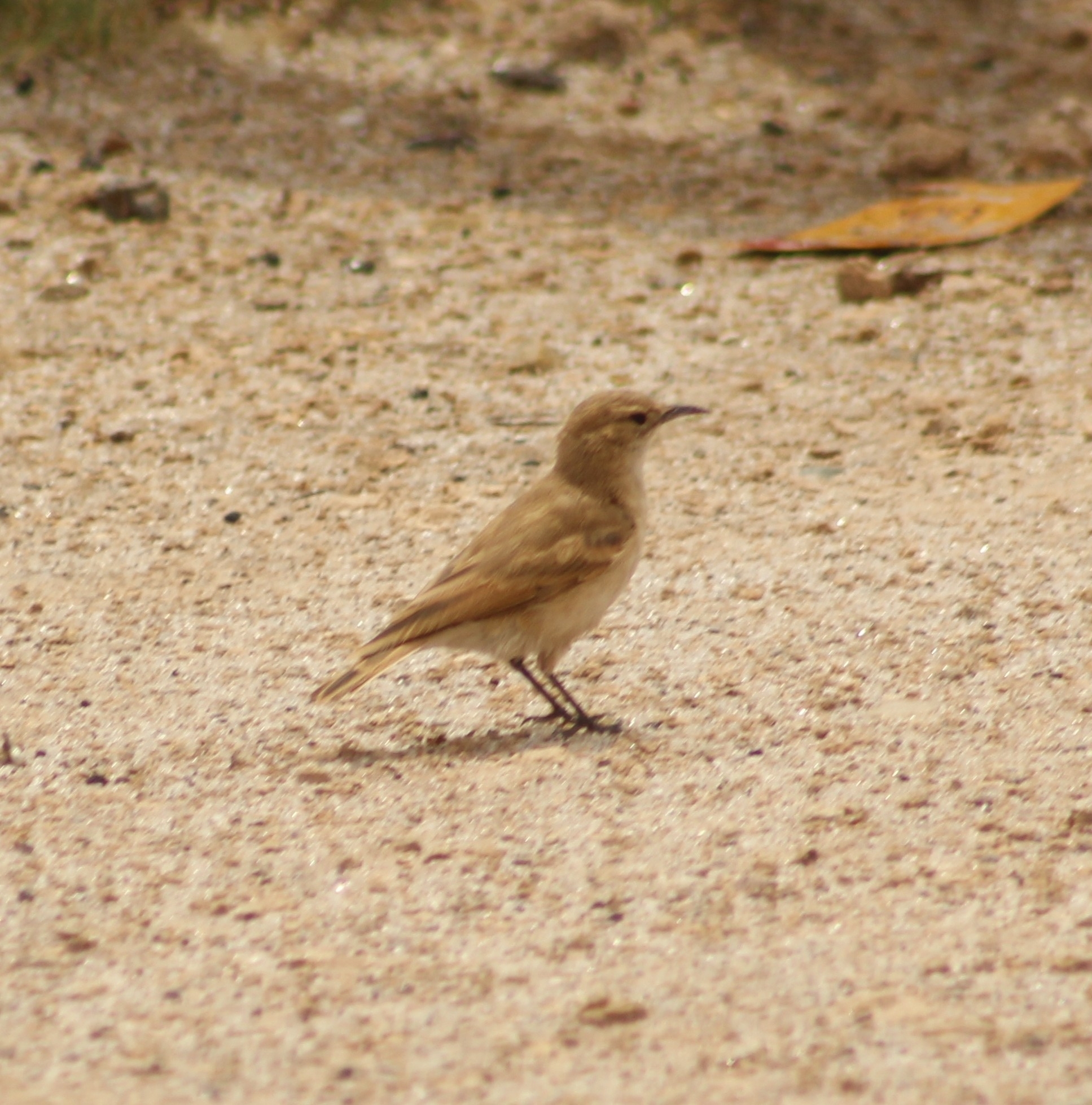 Puna Miner (Geositta punensis), photo 8
