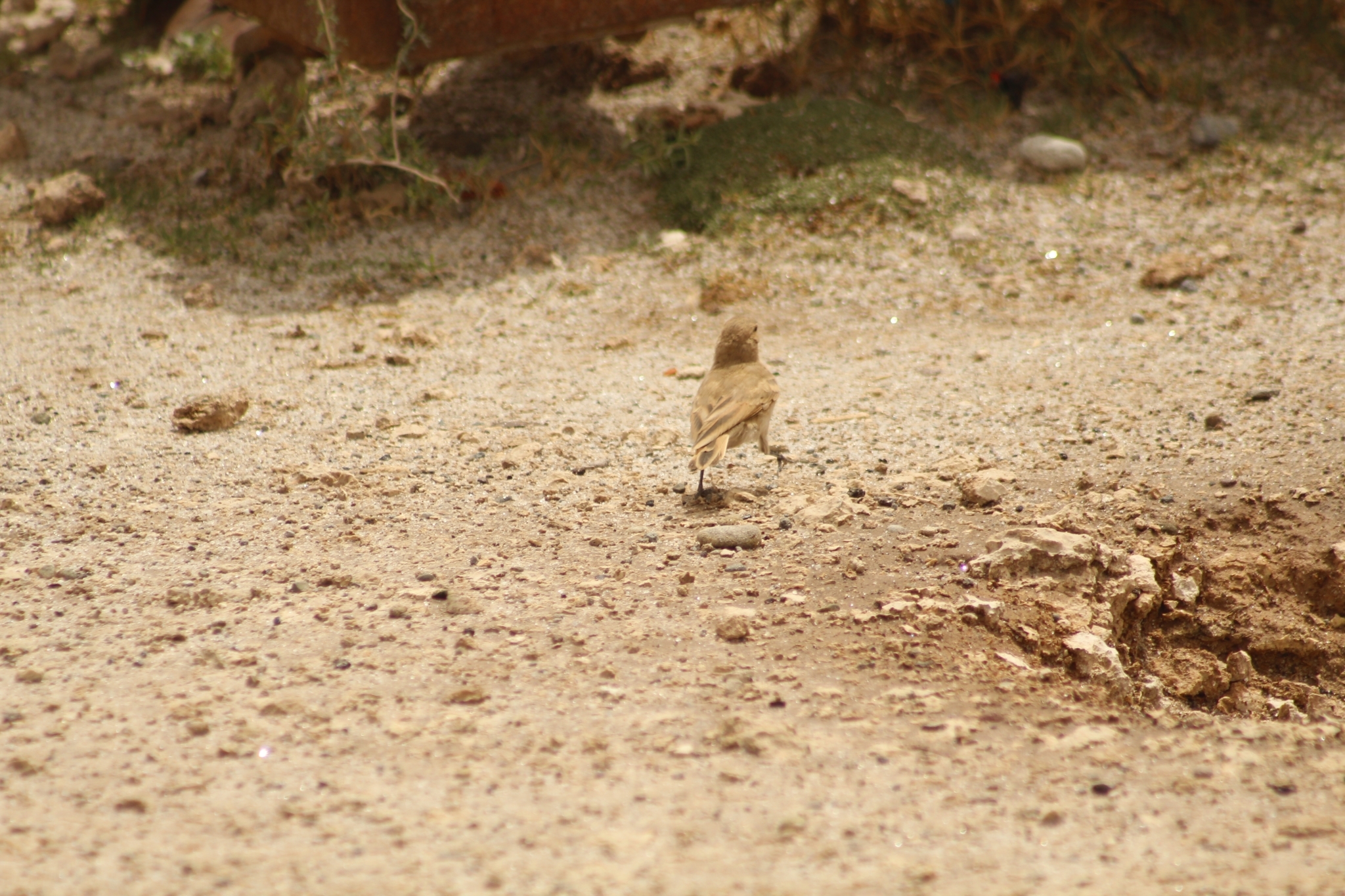 Puna Miner (Geositta punensis), photo 9