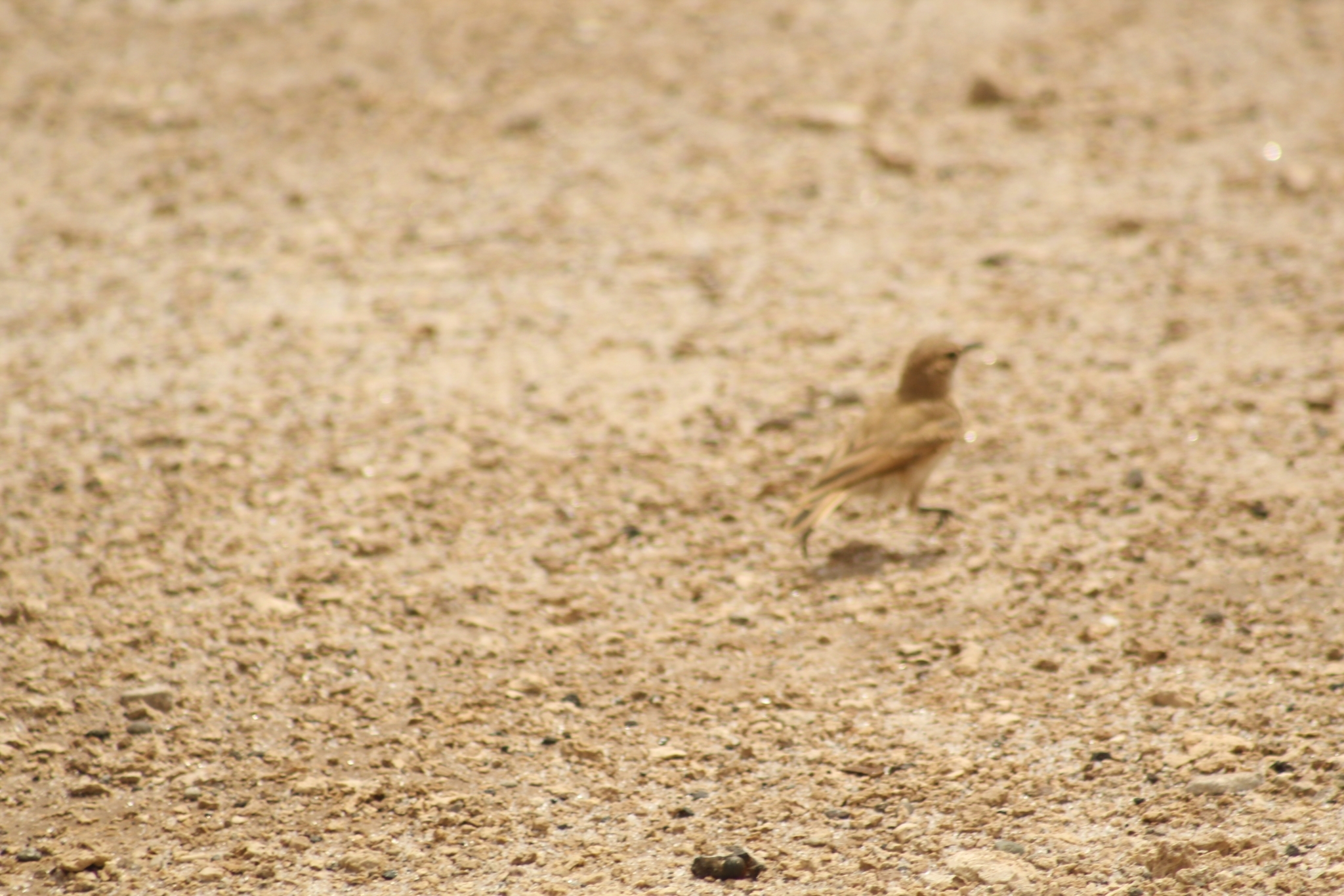 Puna Miner (Geositta punensis), photo 10