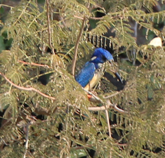 Alcedo semitorquata