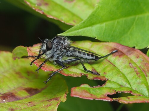 Northeastern Hammertail photo 5