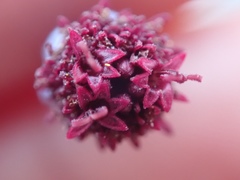 Porophyllum linaria
