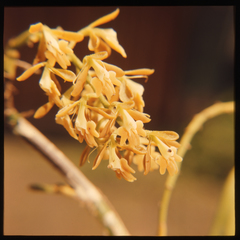 Epidendrum polyanthum