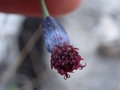 Porophyllum linaria