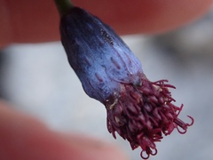 Porophyllum linaria