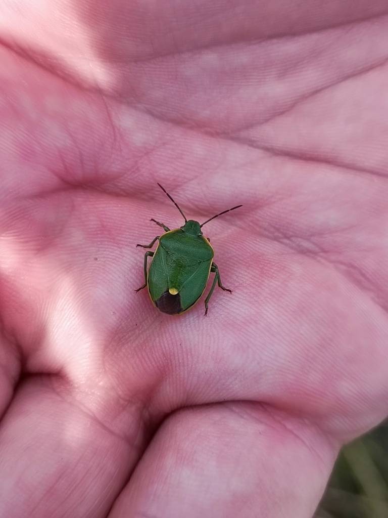 Chlorochroa juniperina