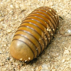 Arthrosphaera