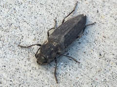 Arhopalus asperatus