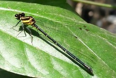 Onychargia atrocyana