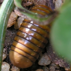 Arthrosphaera