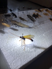 Opheltes glaucopterus barberi