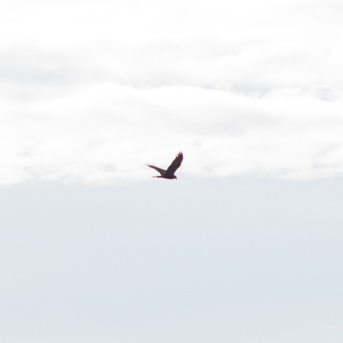 Western Marsh Harrier