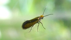 Micropterix calthella