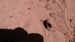 Tragidion densiventre