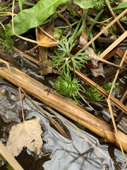 Ranunculus flabellaris