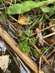 Ranunculus flabellaris