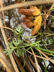 Ranunculus flabellaris