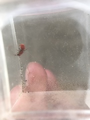 Sphaeropthalma unicolor