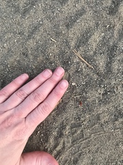 Sphaeropthalma unicolor