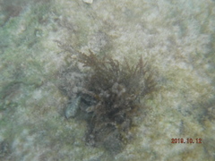Acanthophora