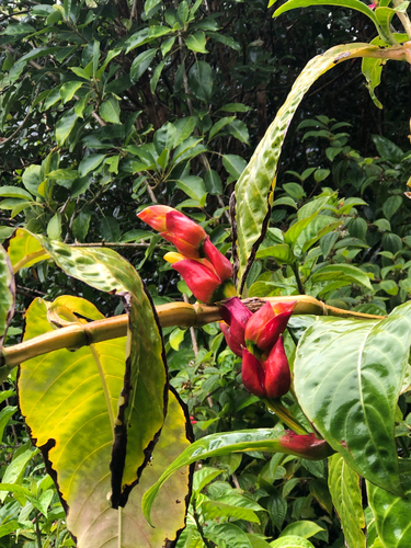 Sanchezia oblonga