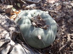 Lophophora diffusa