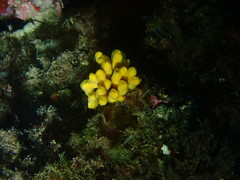 Axinella verrucosa