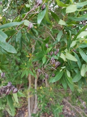 Magnoliopsida