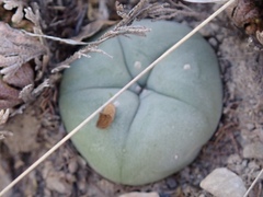 Lophophora diffusa