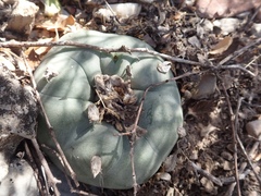 Lophophora diffusa