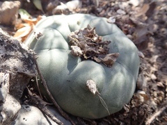 Lophophora diffusa
