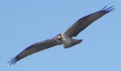 Pandion haliaetus