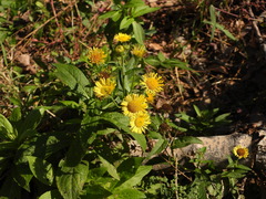 Inula japonica