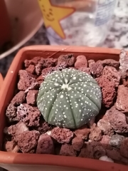 Astrophytum asterias