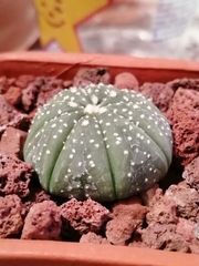 Astrophytum asterias