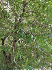 Magnoliopsida