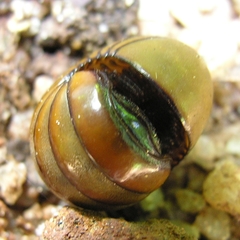 Arthrosphaera