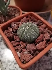 Astrophytum asterias