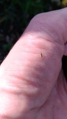 Graphopsocus cruciatus