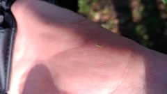 Graphopsocus cruciatus