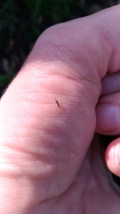 Graphopsocus cruciatus