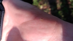 Graphopsocus cruciatus