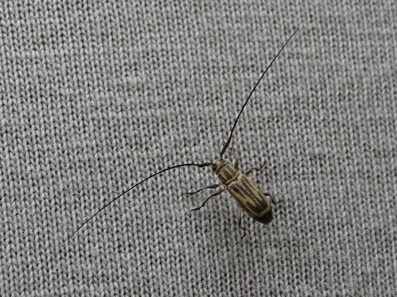 Stenolis laetifica