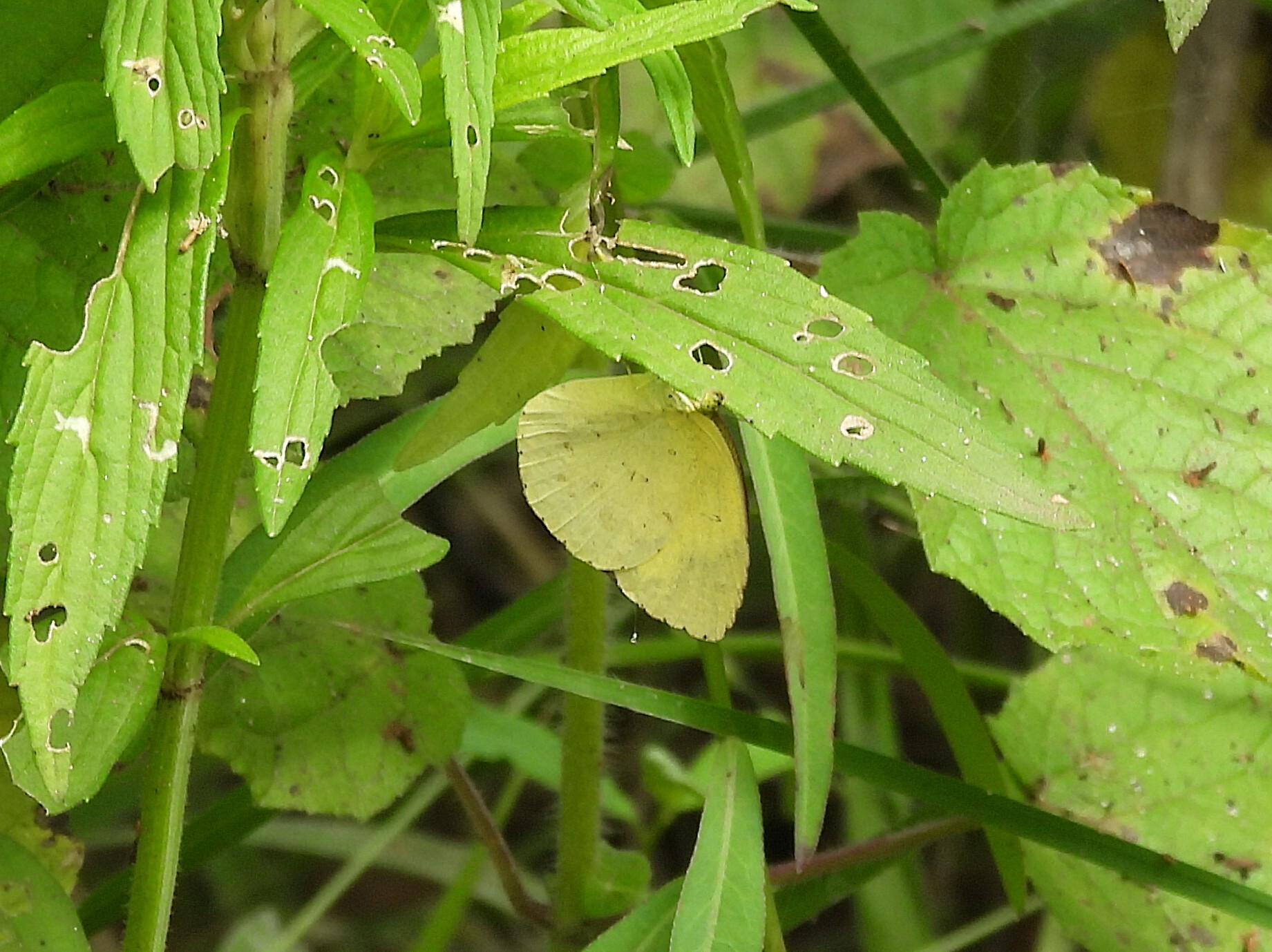 Common Grass Yellow