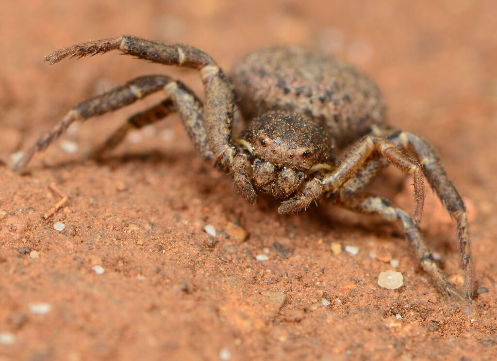 Xysticus urbensis