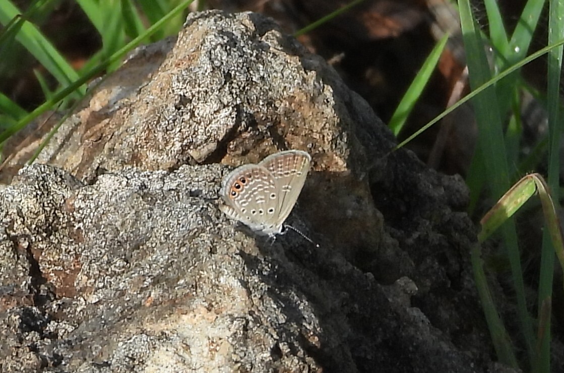 Orange-Spotted Grass Jewel