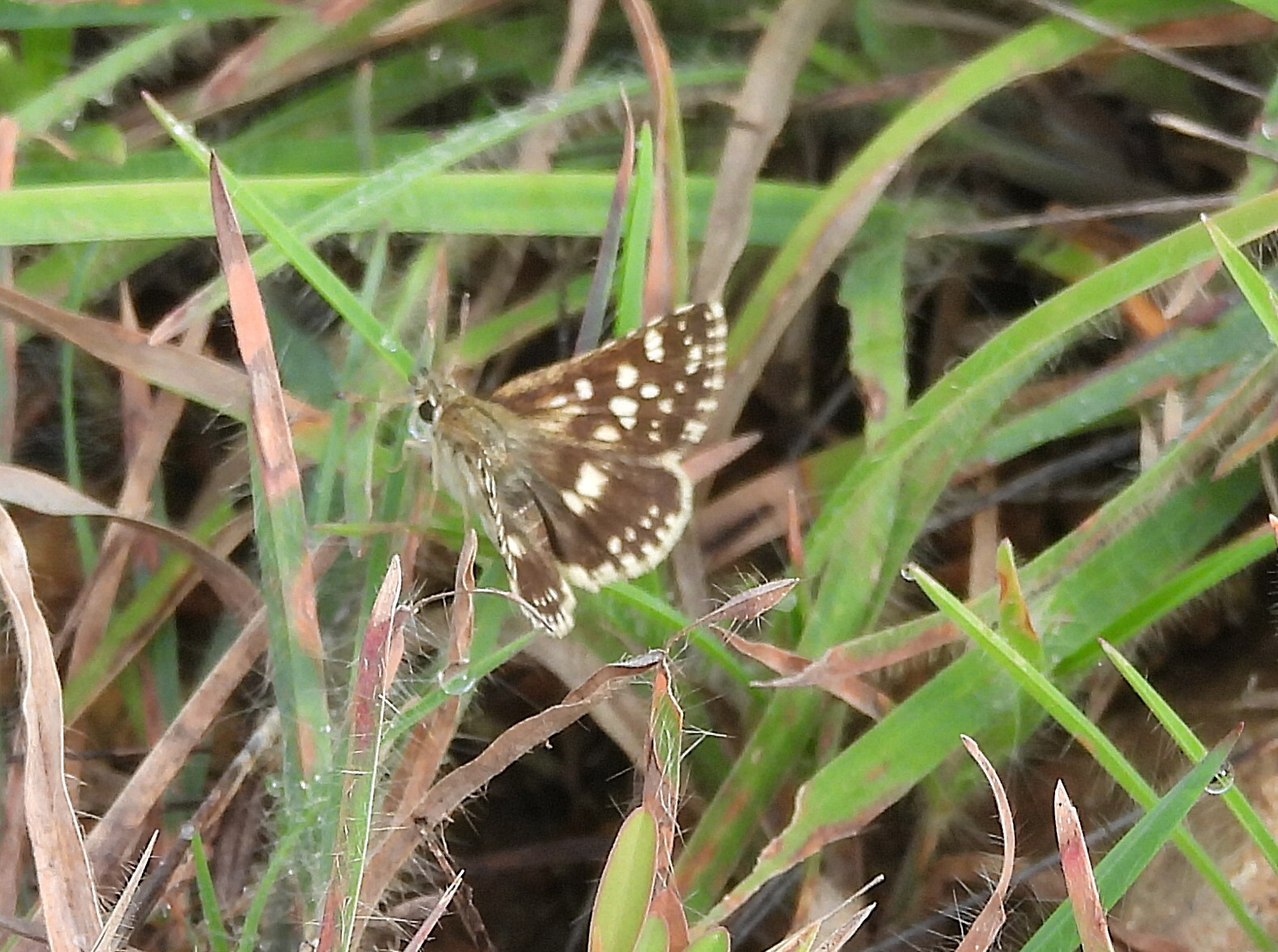 Asian Grizzled Skipper