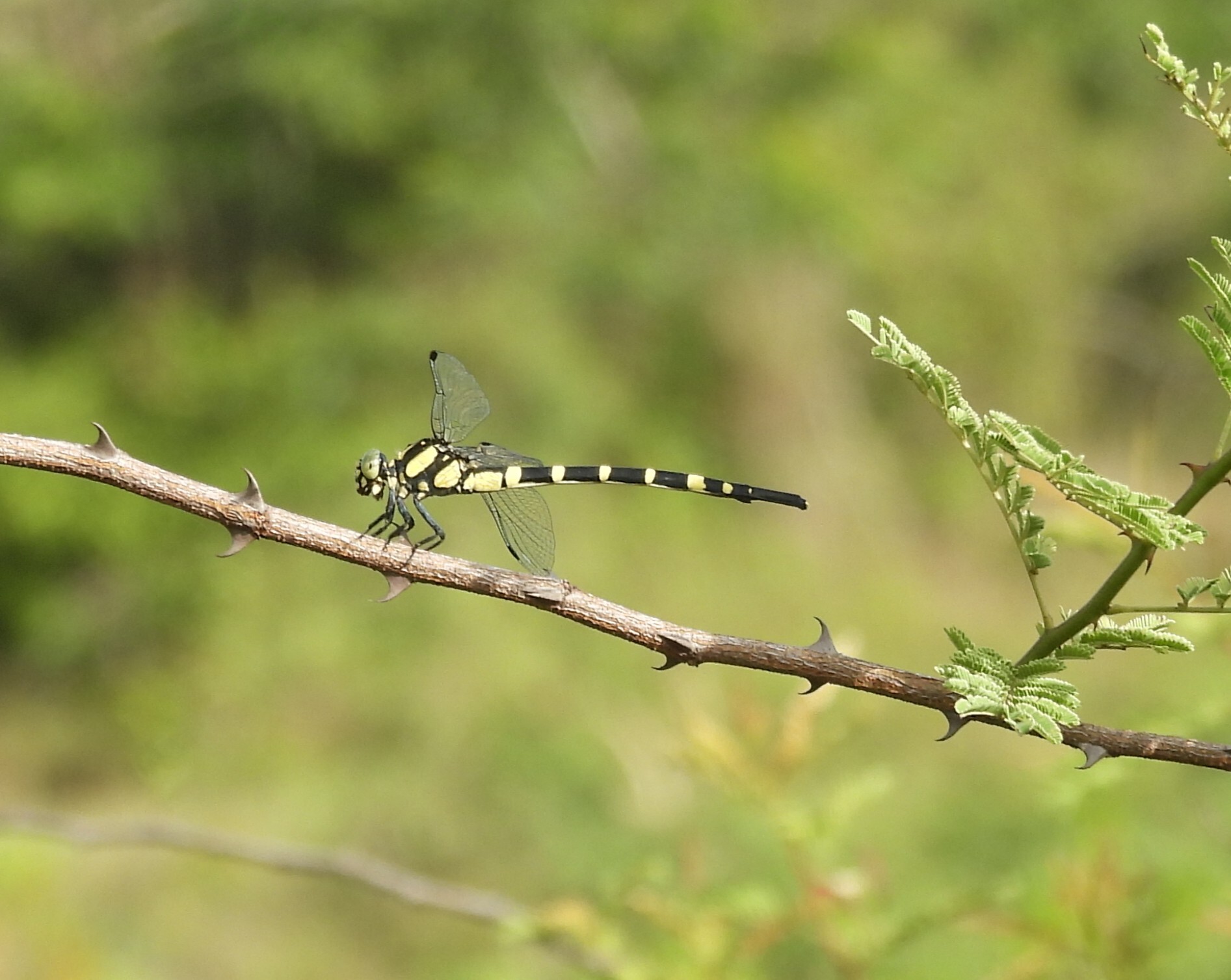Keiser’S Forktail