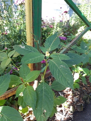 Impatiens parviflora