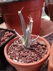 Leuchtenbergia